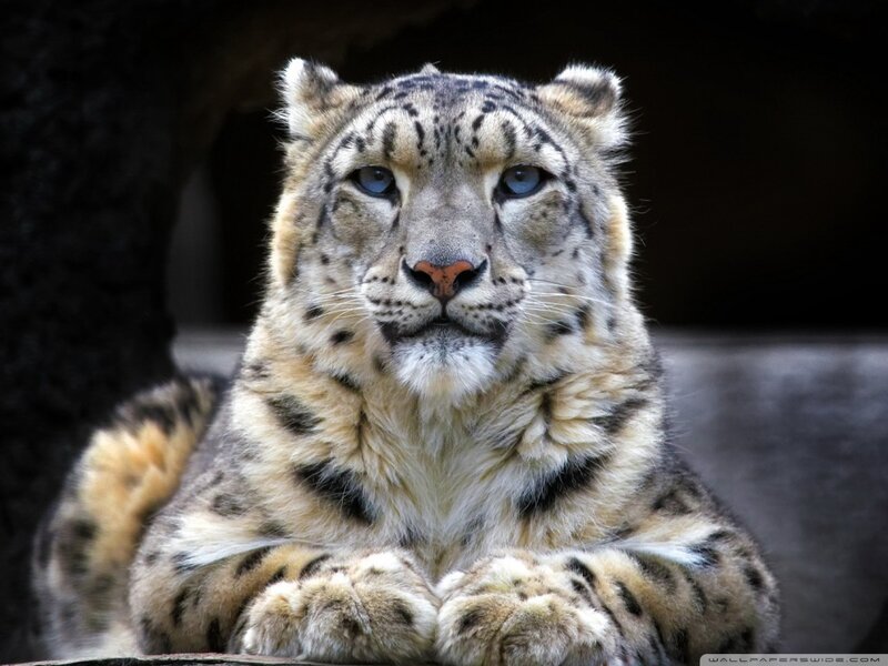 Snow Leopard Resting — White, Calm, Photograph