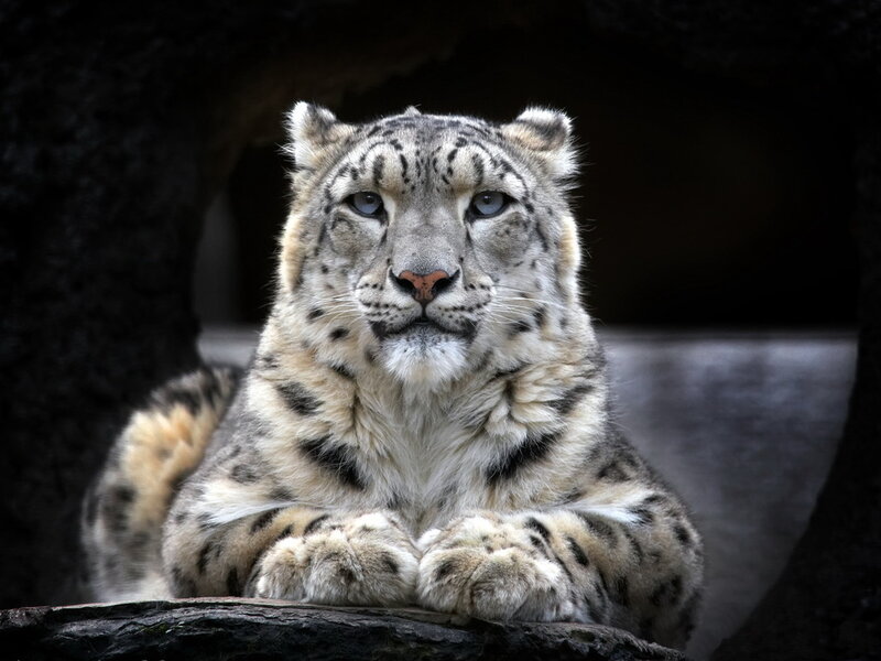 Snow Leopard Resting — White, Calm