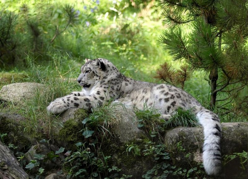 Snow Leopard Resting — White