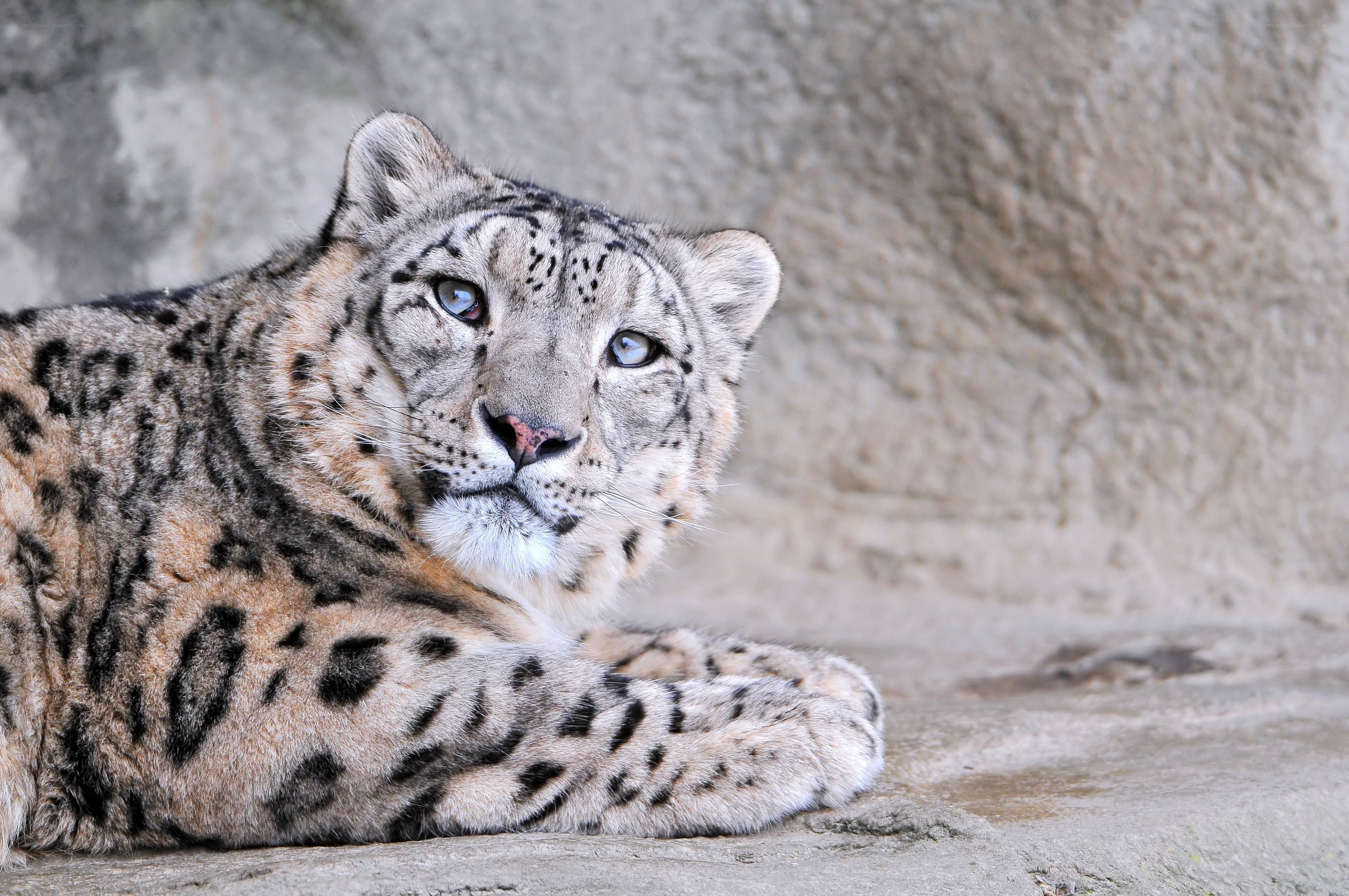 snow leopard resting