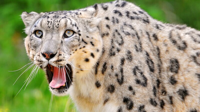 snow leopard roaring