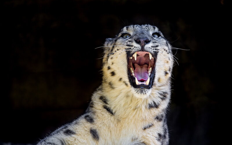 Snow Leopard Roaring — Black