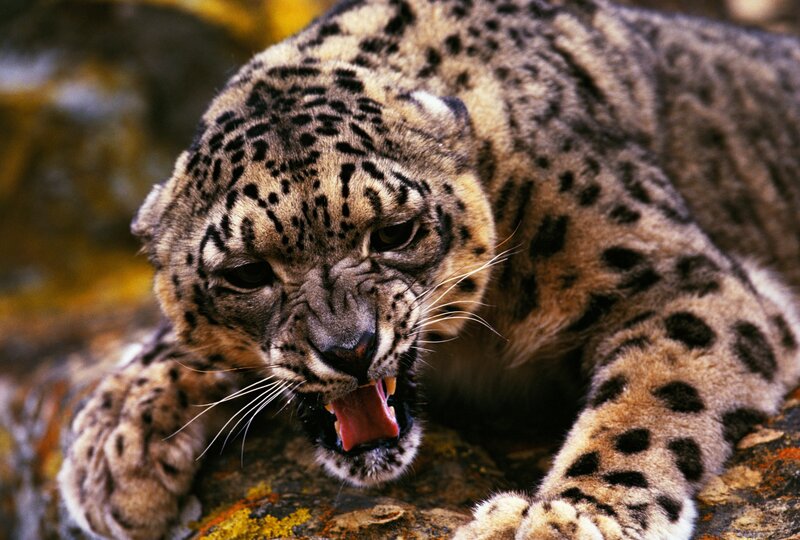 Snow Leopard Roaring — Brown, Aggressive, Photograph