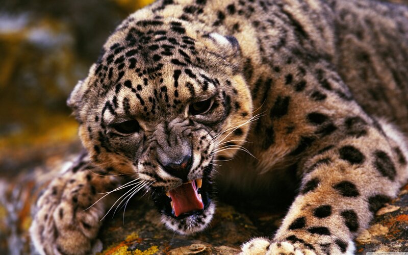 Snow Leopard Roaring — Brown