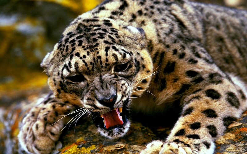 Snow Leopard Roaring — Gray, Aggressive