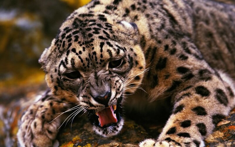 Snow Leopard Roaring — Gray