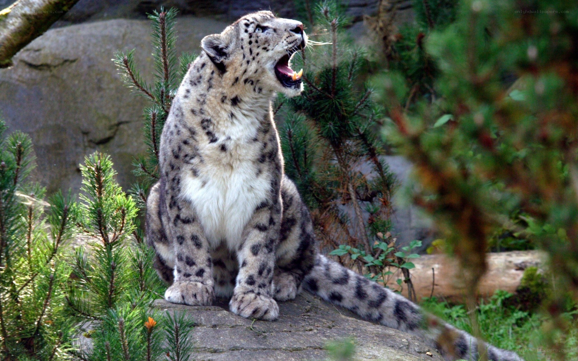 Snow leopard roaring on a rock