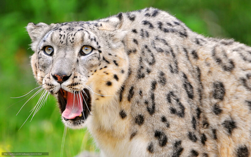 Snow Leopard Roaring — White, Intense, Photograph, Green Foliage