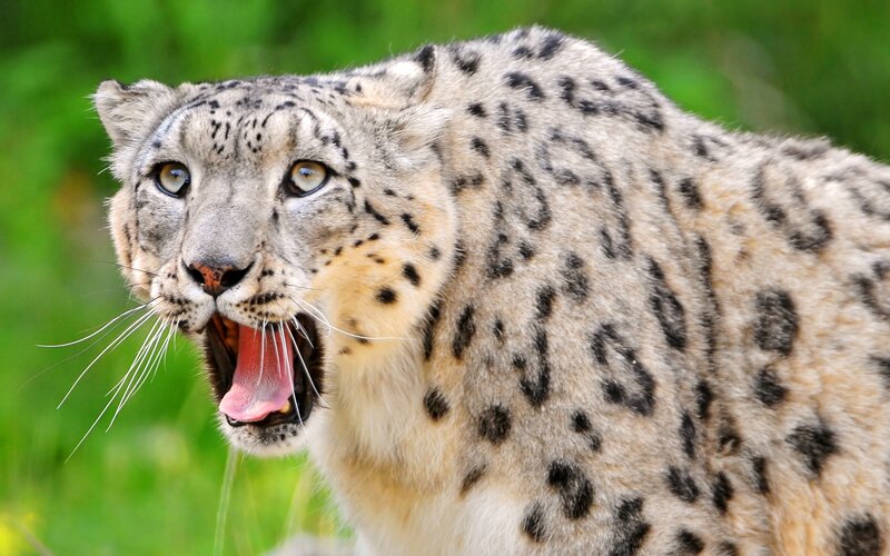 Snow Leopard Roaring — White, Intense, Photograph
