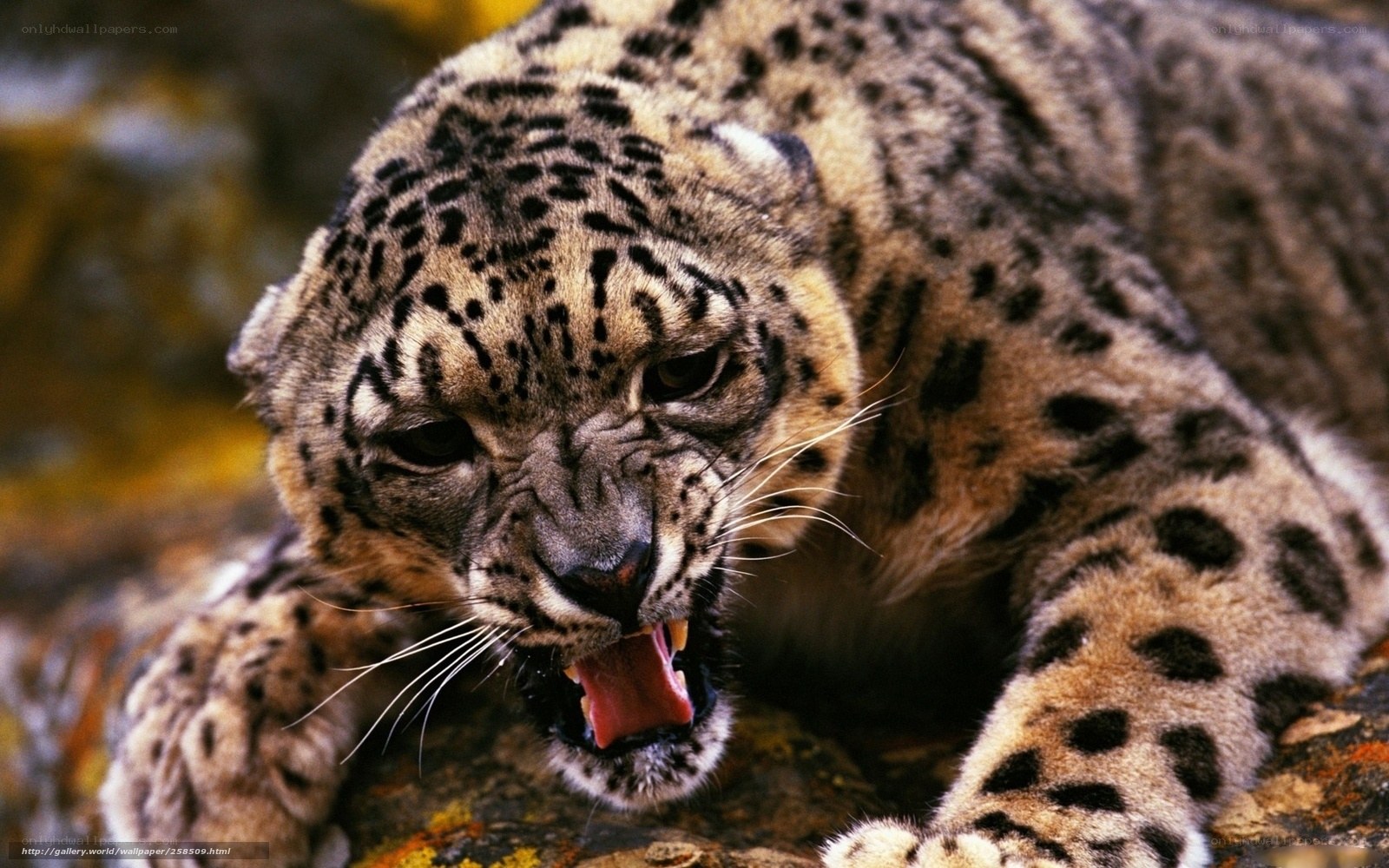 snow leopard roaring