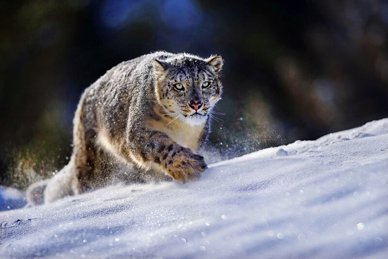 Snow Leopard Running