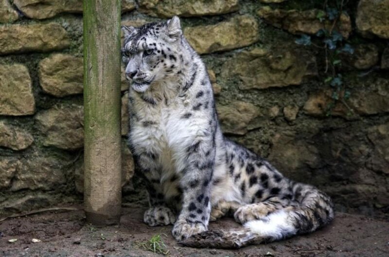 Snow Leopard Sitting