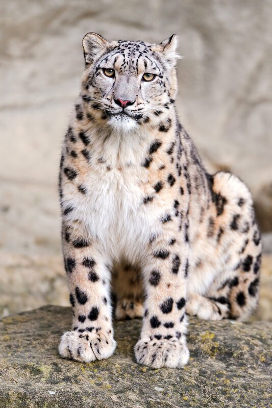 Snow Leopard Sitting — White, Alert, Photograph, Rock