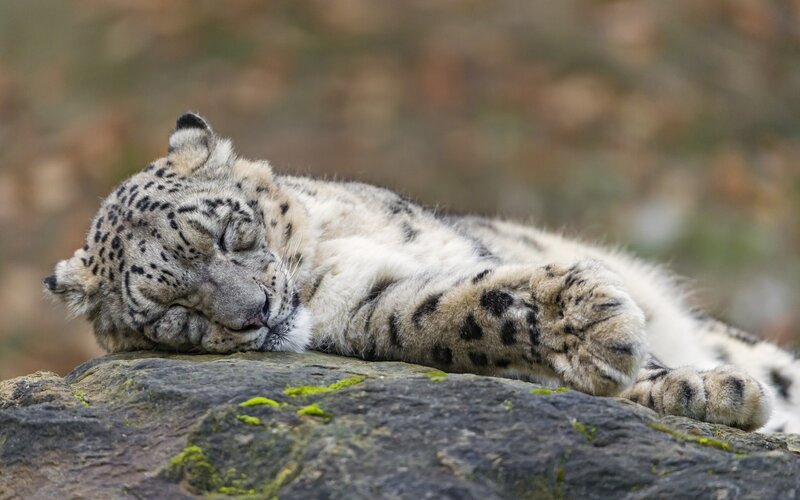 Snow Leopard Sleeping