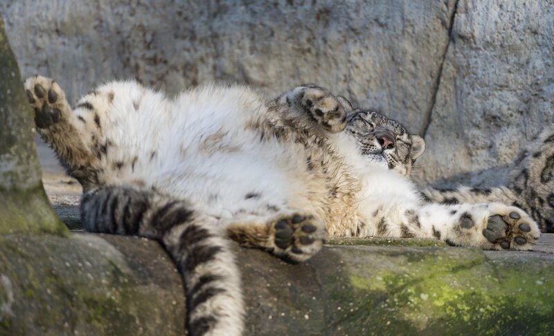 Snow Leopard Sleeping — White, Peaceful
