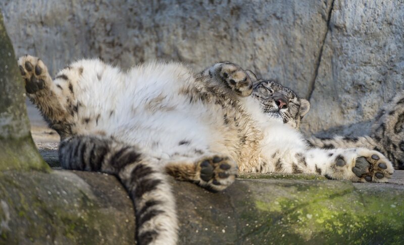 Snow Leopard Sleeping — White
