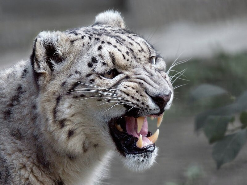 Snow Leopard Snarling — Gray