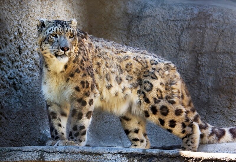 Snow leopard standing alert