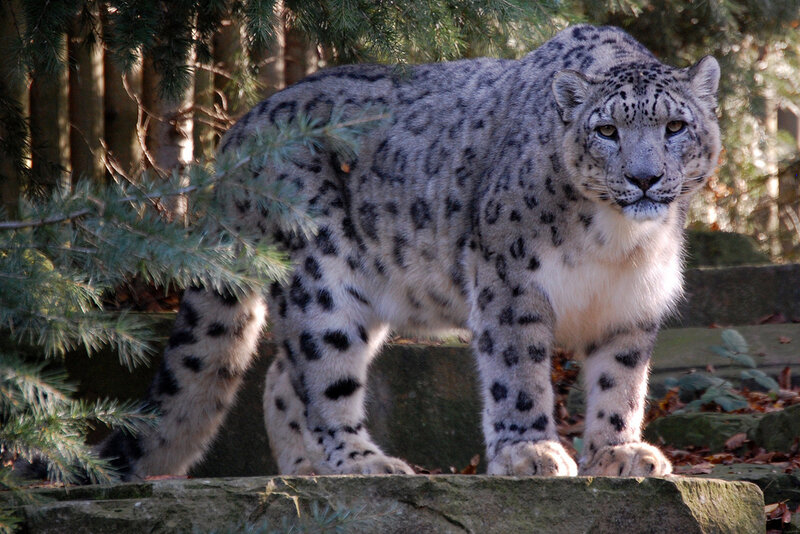Snow Leopard Standing