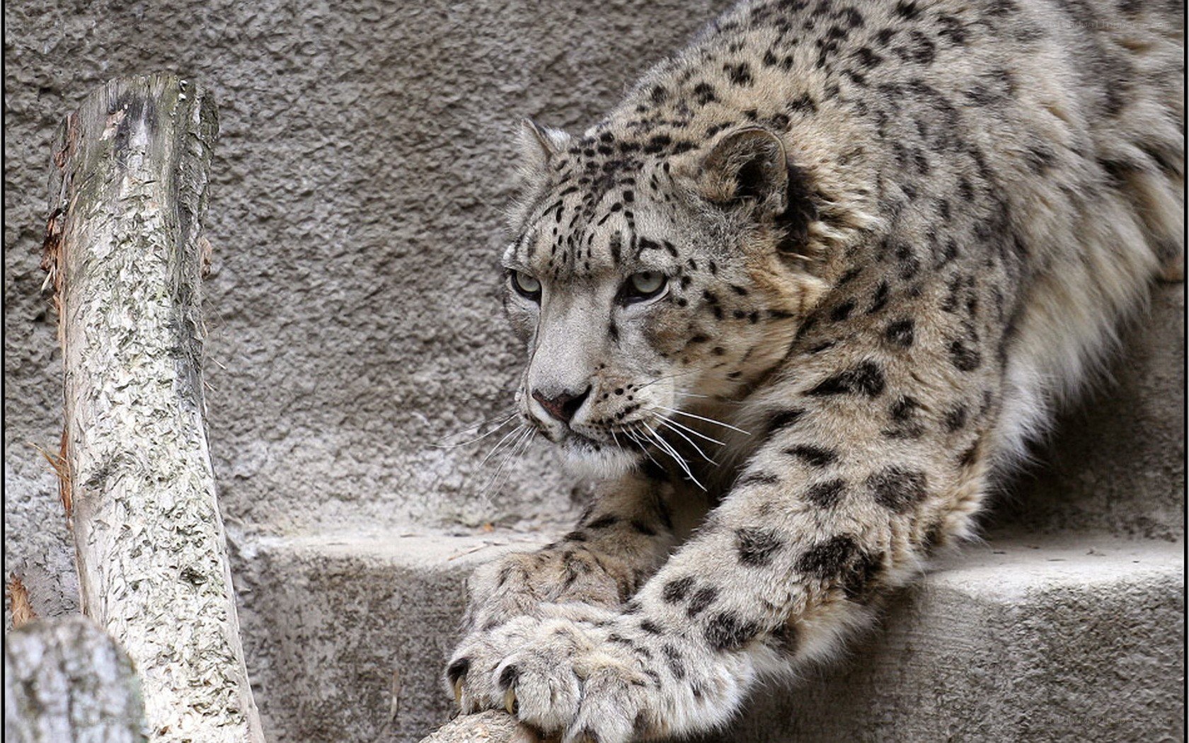 Snow leopard stretching