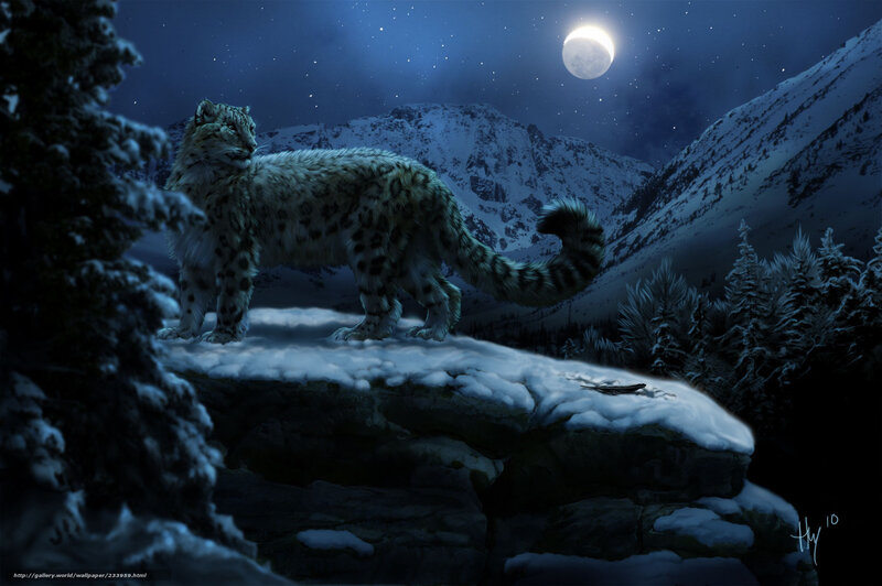 Snow leopard under moonlight
