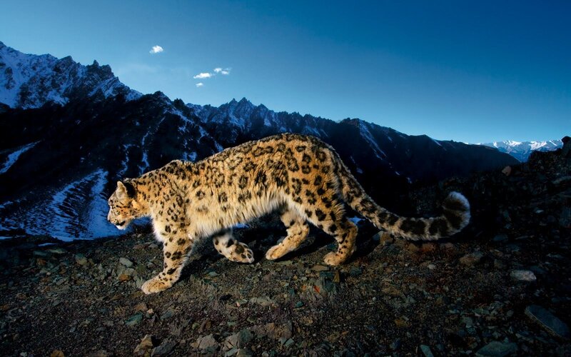 Snow Leopard Walking — Blue