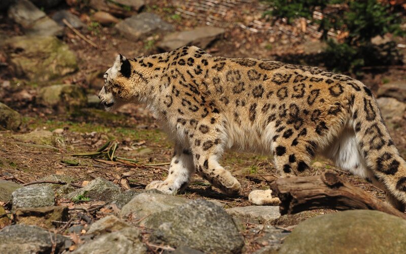 Snow Leopard Walking — Brown