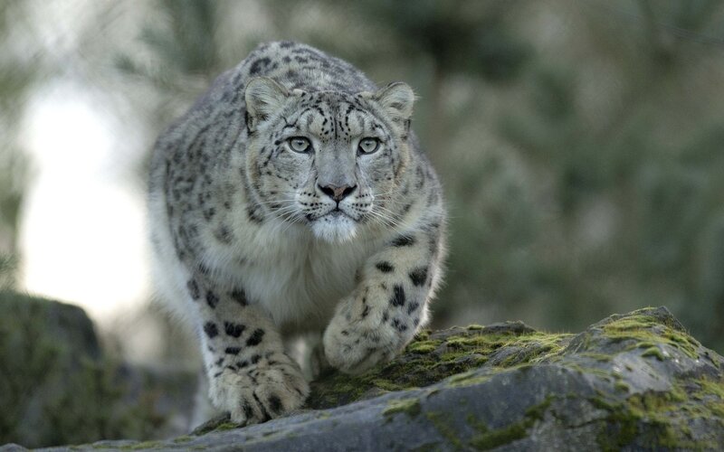 Snow Leopard Walking — Gray, Alert, Photograph, Rock, Moss