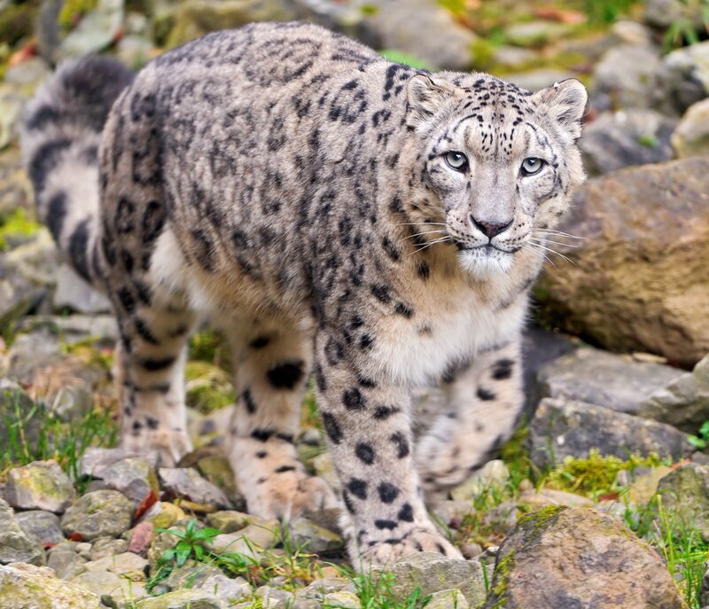Snow Leopard Walking — Gray, Alert, Photograph