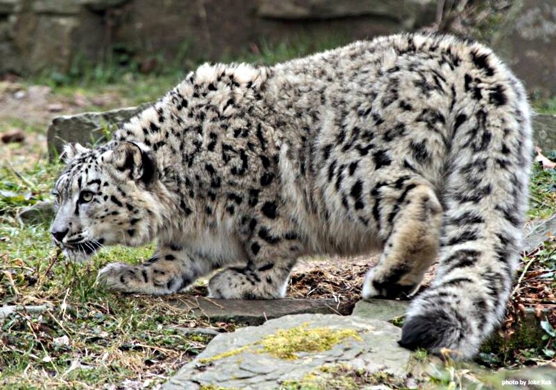 Snow Leopard Walking — Gray, Alert