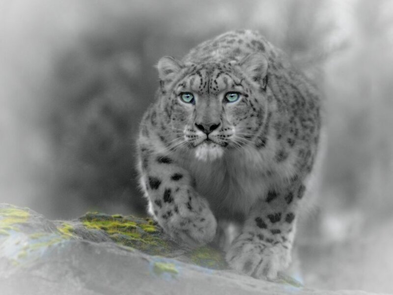 Snow Leopard Walking — Gray, Intense