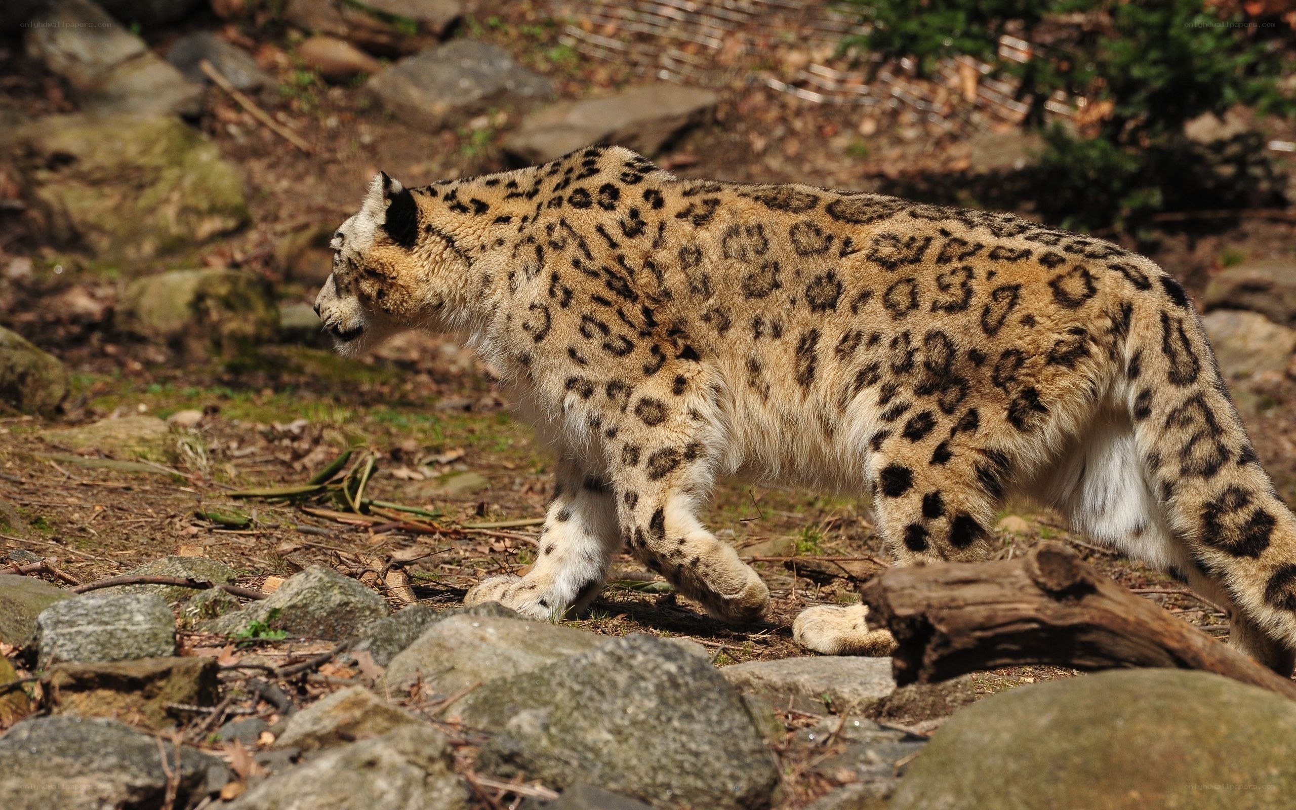 snow leopard walking in rocky terrain