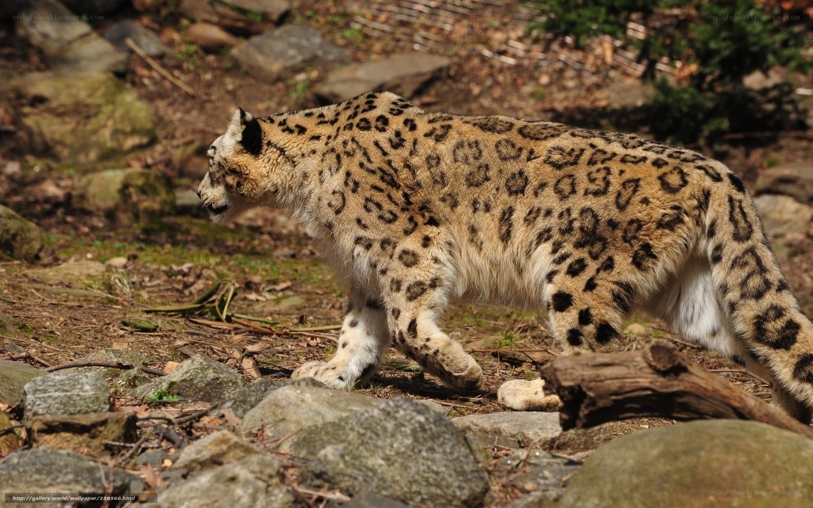 snow leopard walking in rocky terrain