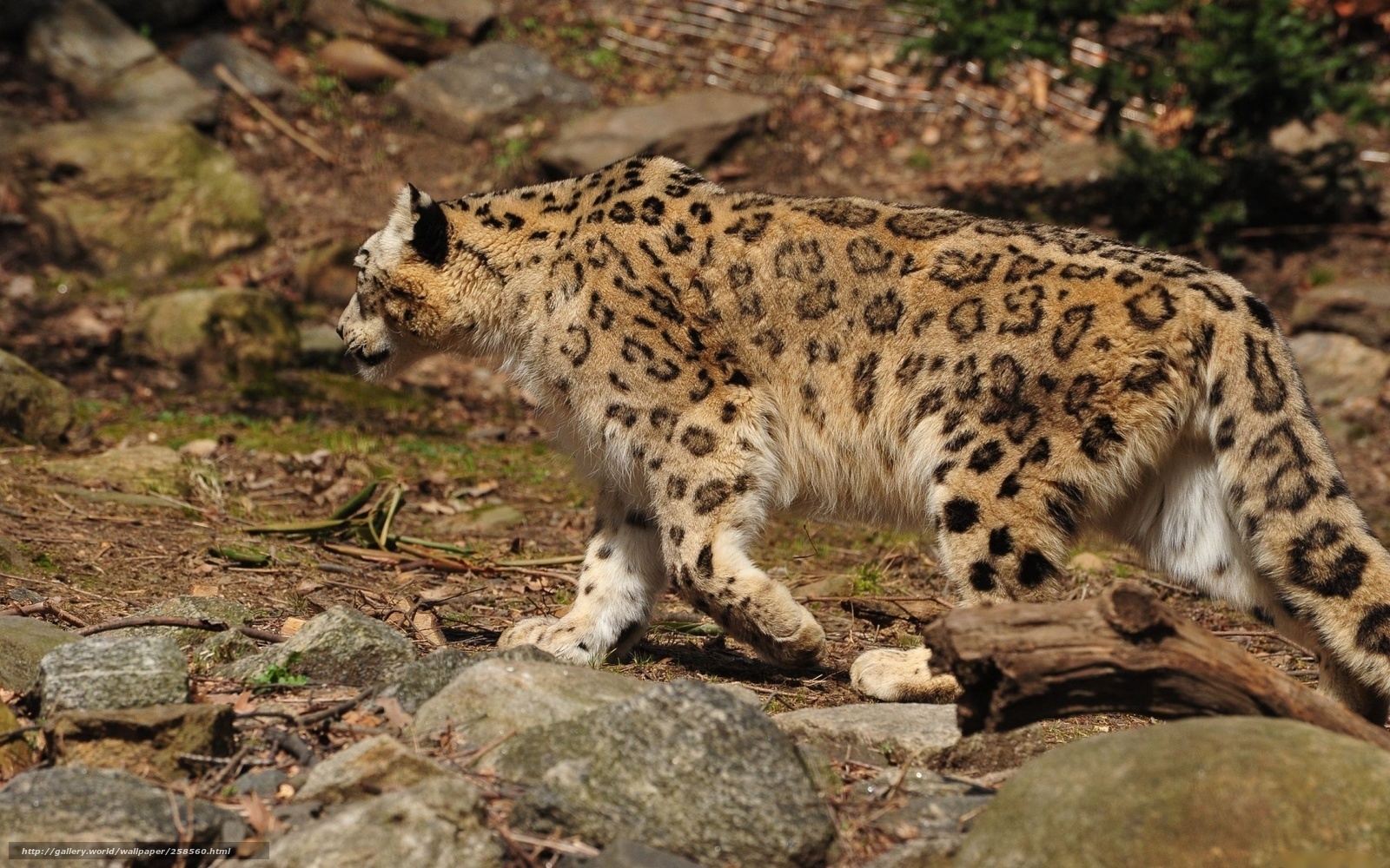snow leopard walking in rocky terrain