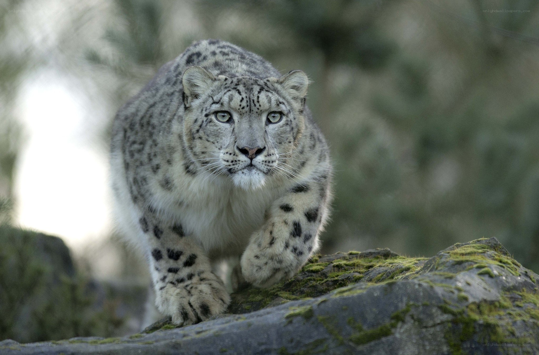 Snow leopard walking on rock