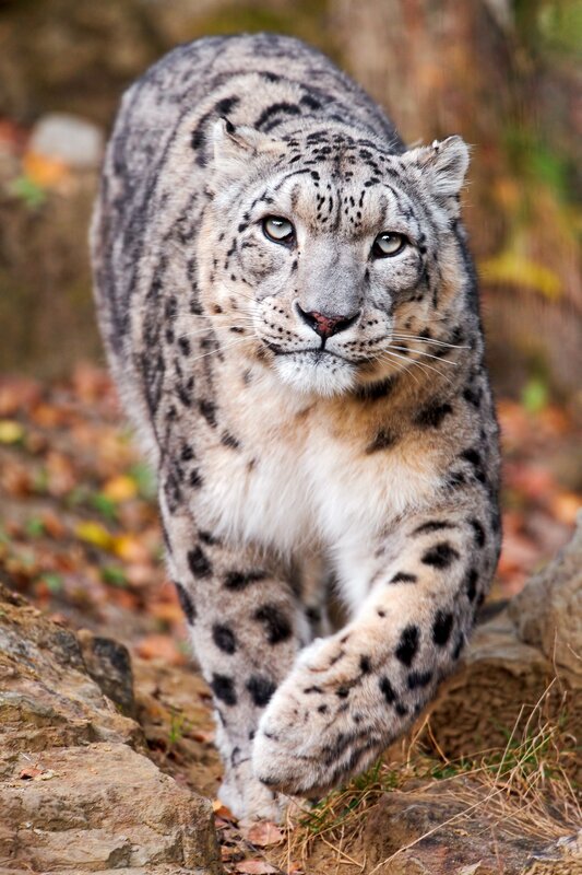 Snow leopard walking on rocks