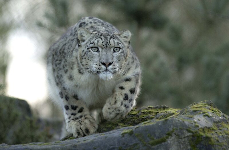 Snow Leopard Walking — White, Alert, Photograph