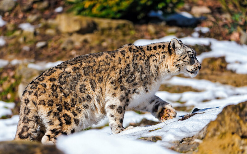 Snow Leopard Walking — White, Alert