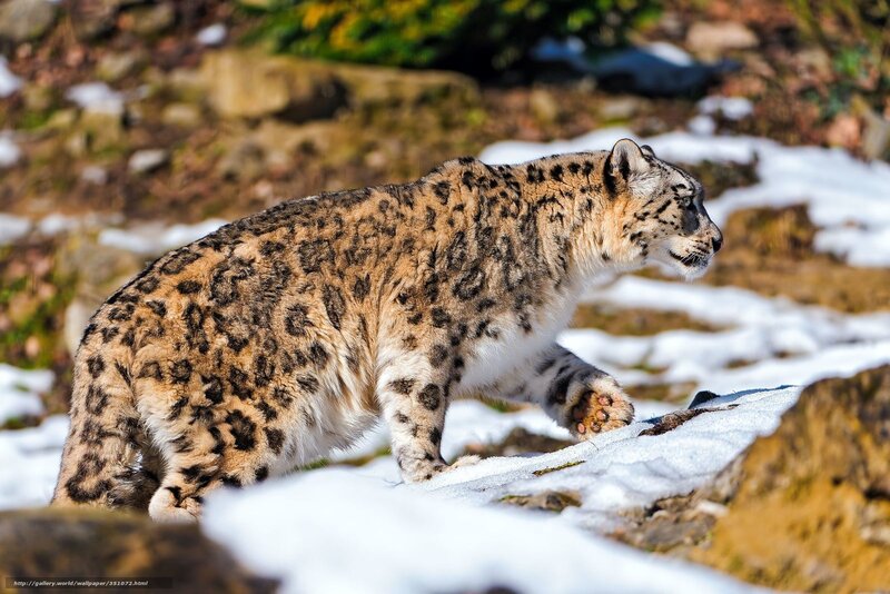 Snow Leopard Walking — White, Alert, Winter, Photograph, Rocks, Forest