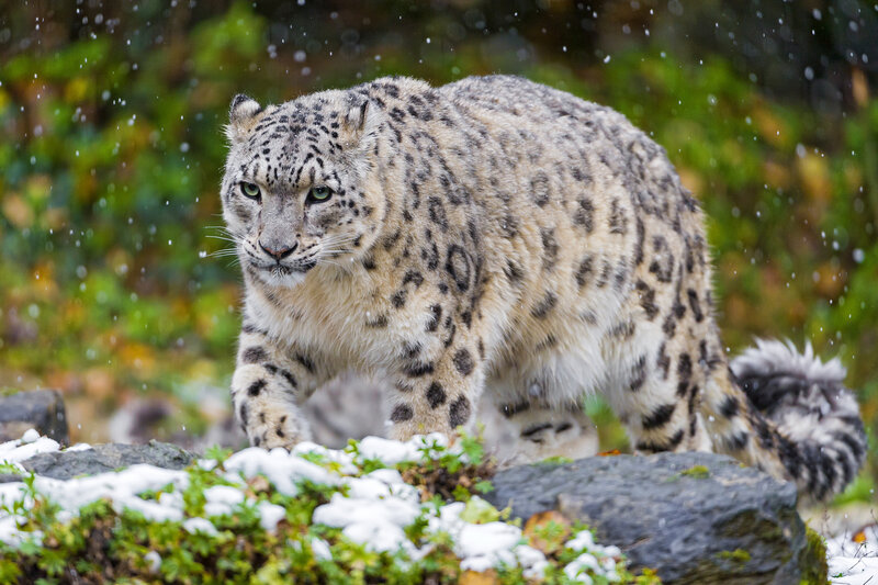 Snow Leopard Walking — White, Alert, Winter, Photograph, Rocks, Plants