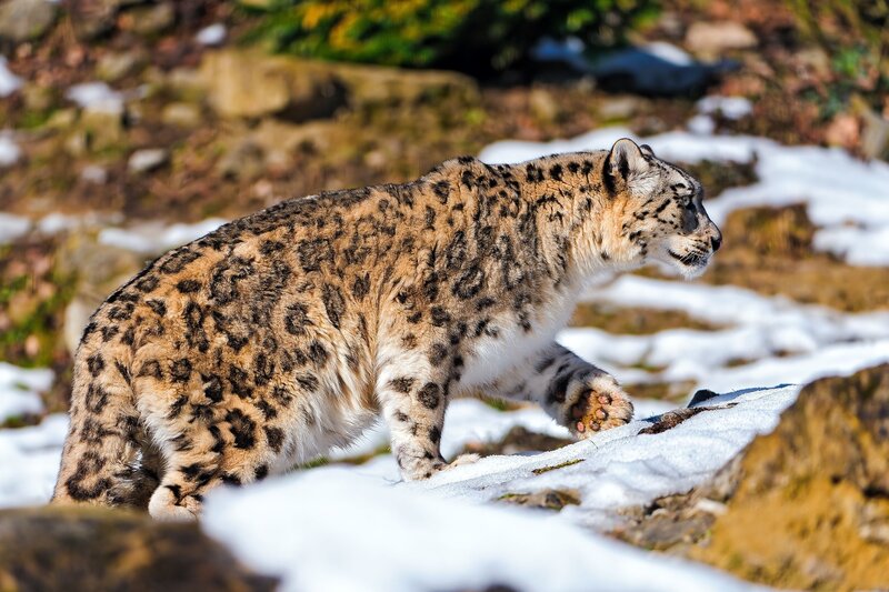 Snow Leopard Walking — White, Alert, Winter, Photograph, Rocks