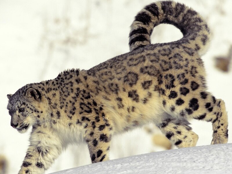 Snow Leopard Walking — White, Alert, Winter, Photograph