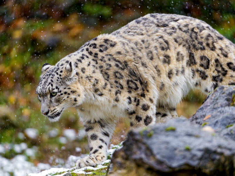 Snow Leopard Walking — White, Alert, Winter