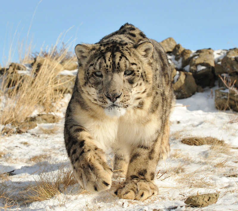 Snow Leopard Walking — White, Dramatic