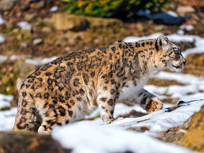Snow Leopard Walking — White
