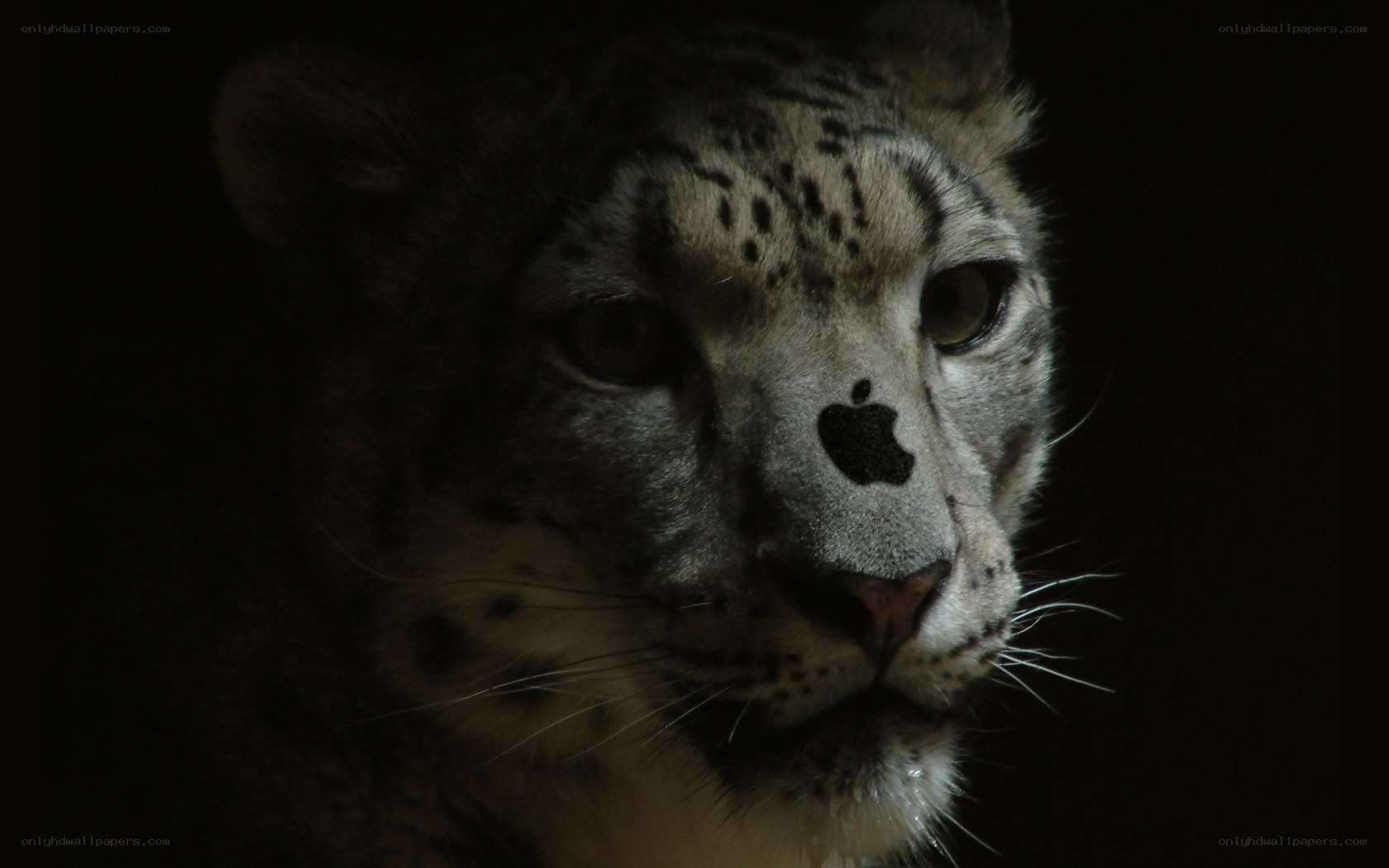Snow leopard with Apple logo
