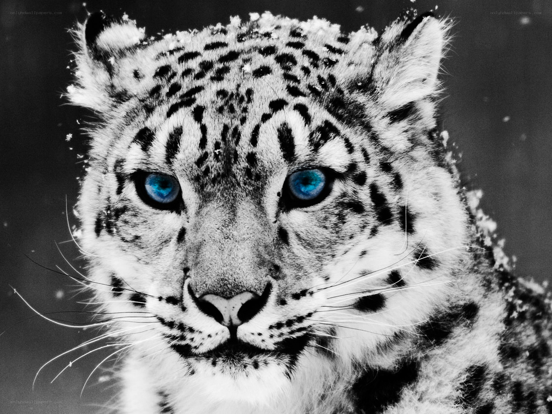 Snow leopard with blue eyes