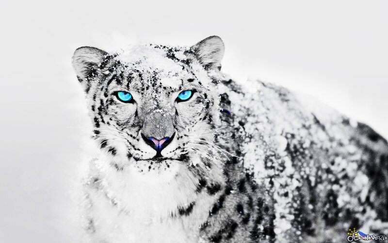 snow leopard with blue eyes