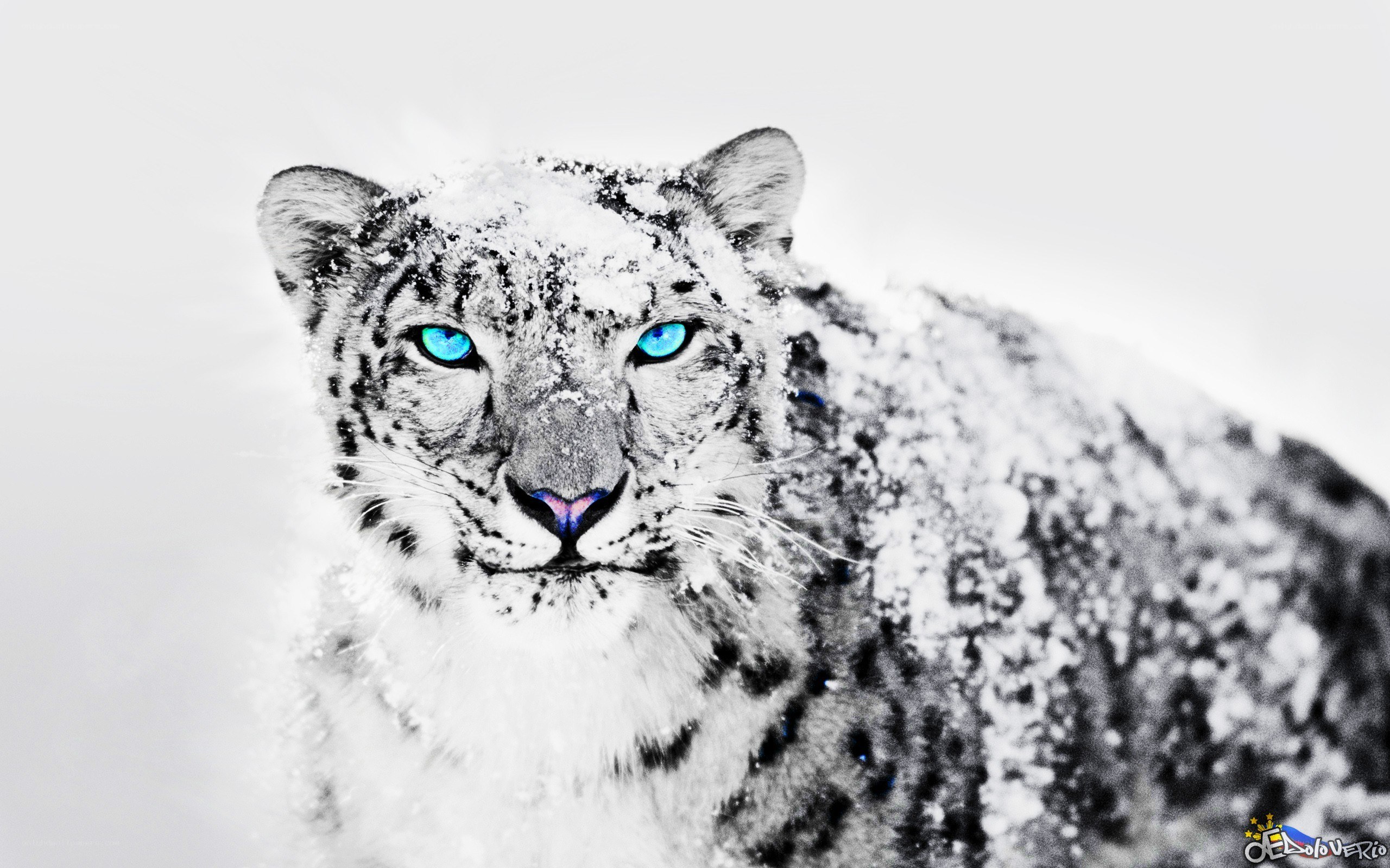 snow leopard with blue eyes