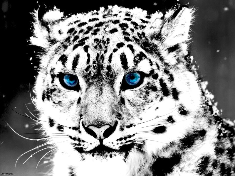 snow leopard with blue eyes